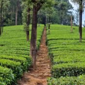 Coimbatore Real Estate Insights